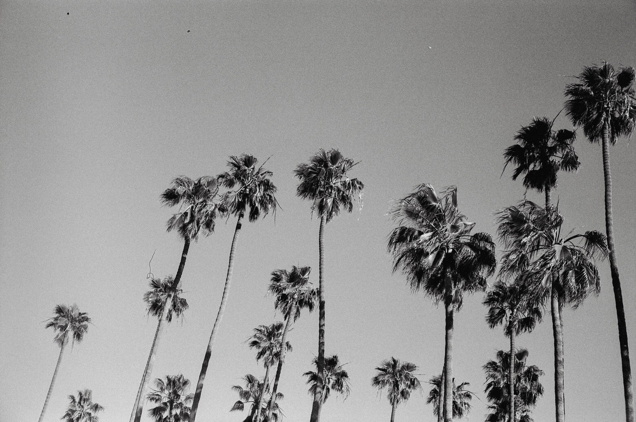 California Palms - Bailey Ann Templeton - Photography Print