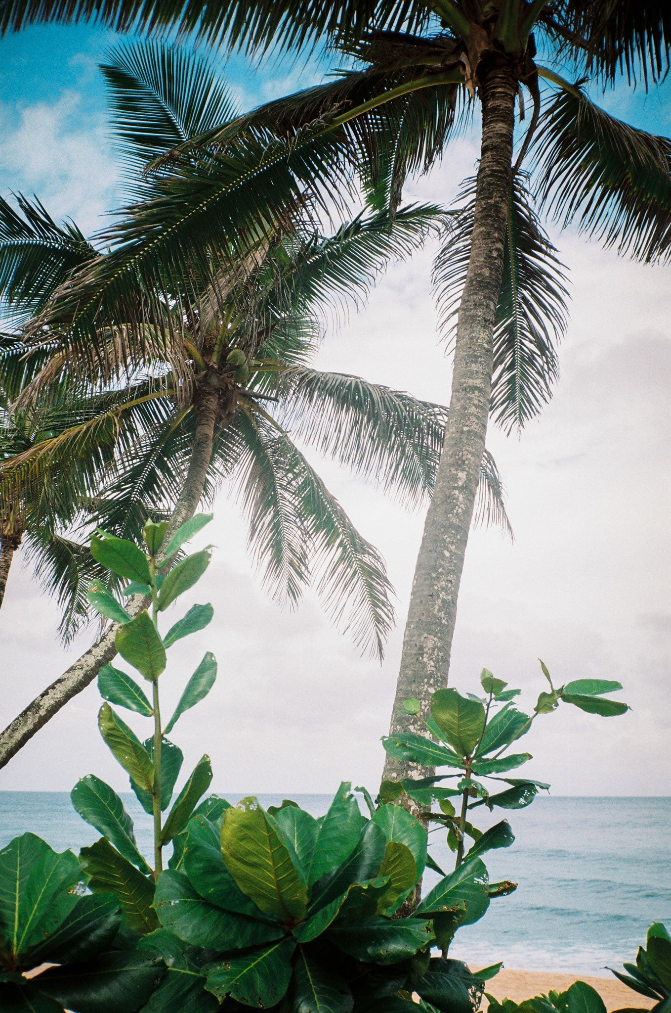 In The Tropics - Laura Goodall - Photography Print