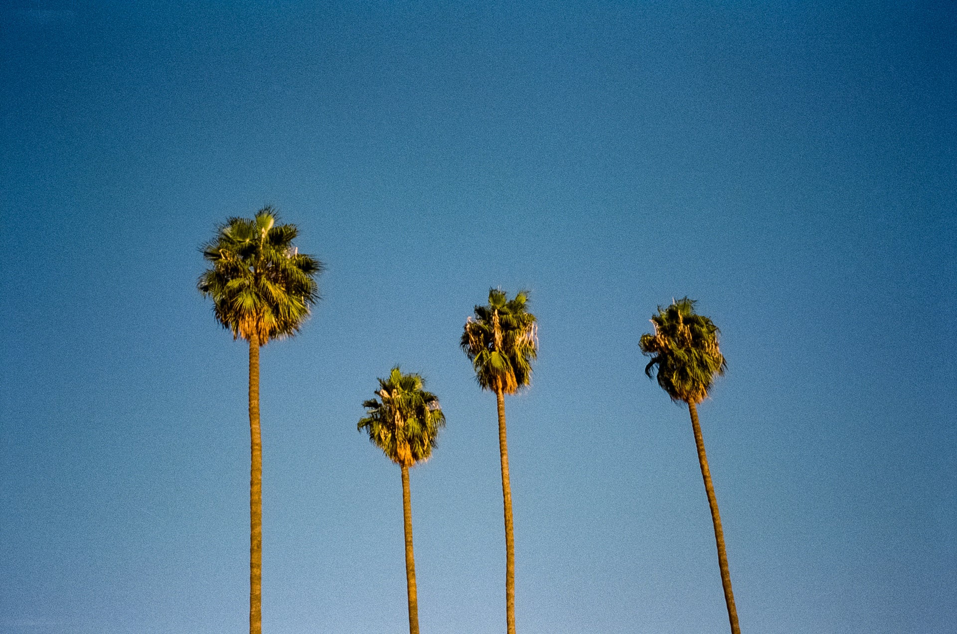 Ethos Common Film Photography Prints