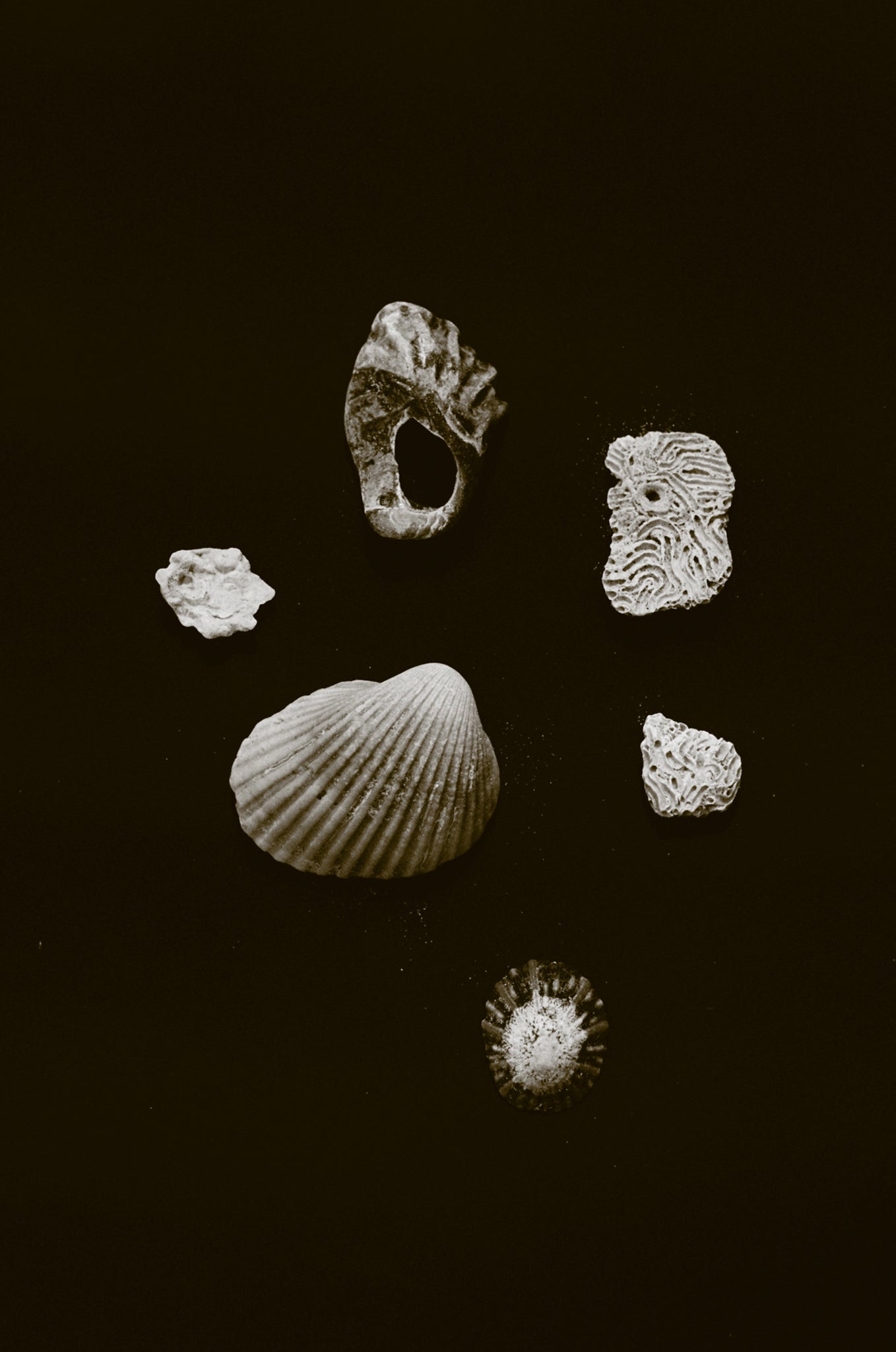 Sea Treasures - Rayn Jermain - Photography Print