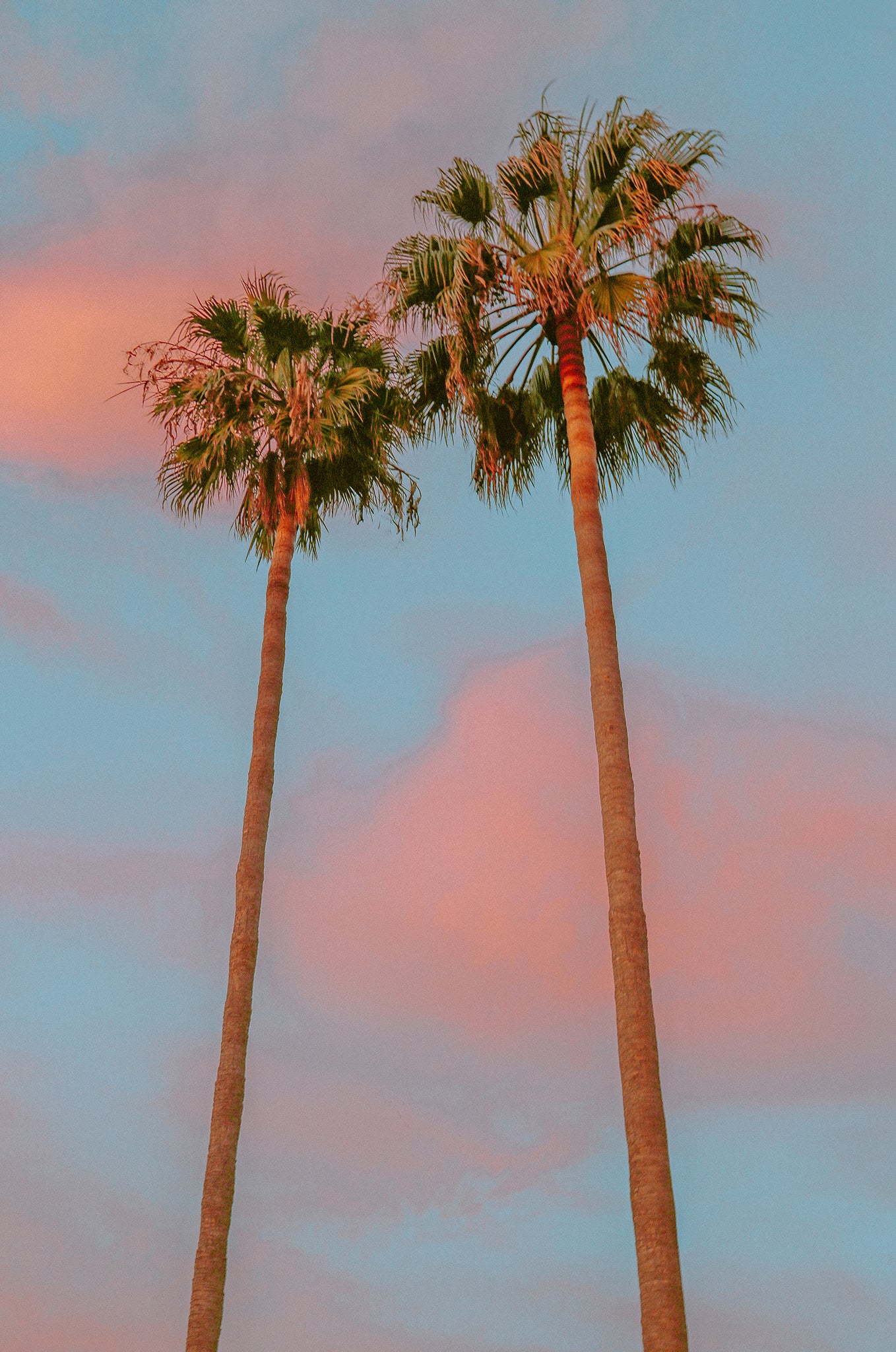 Pastel Palms - Sophie Hustwick - Photography Print