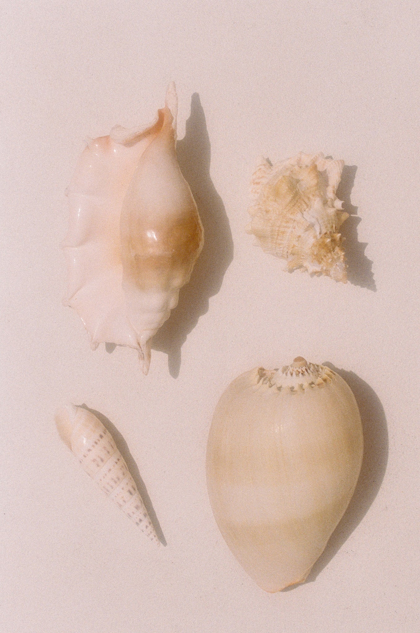 Sea Gems - Brooke Davies - Photography Print