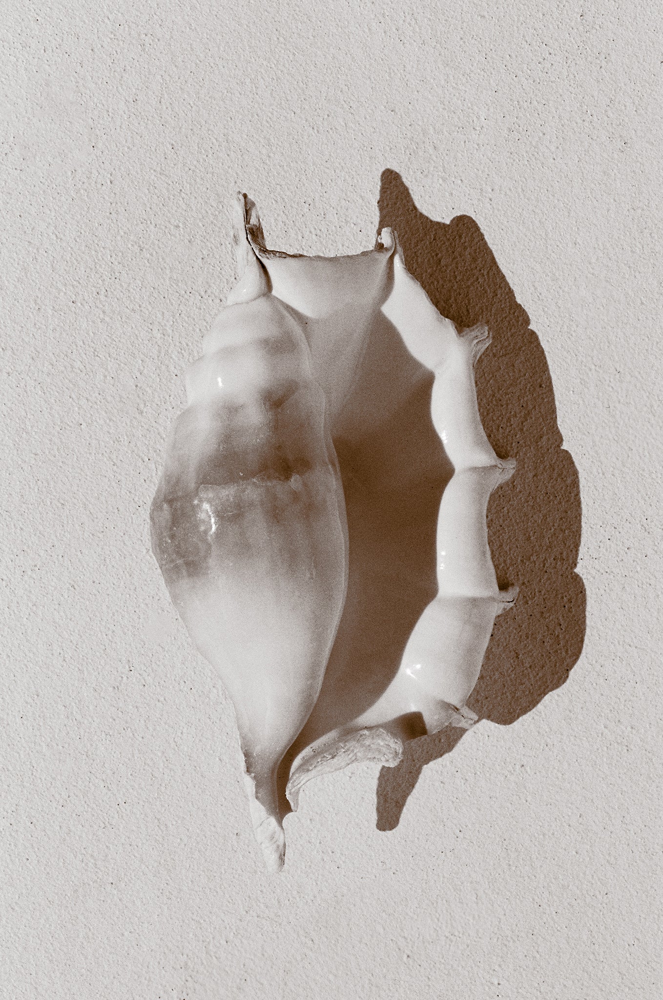 Tulip Shell II - Brooke Davies - Photography Print