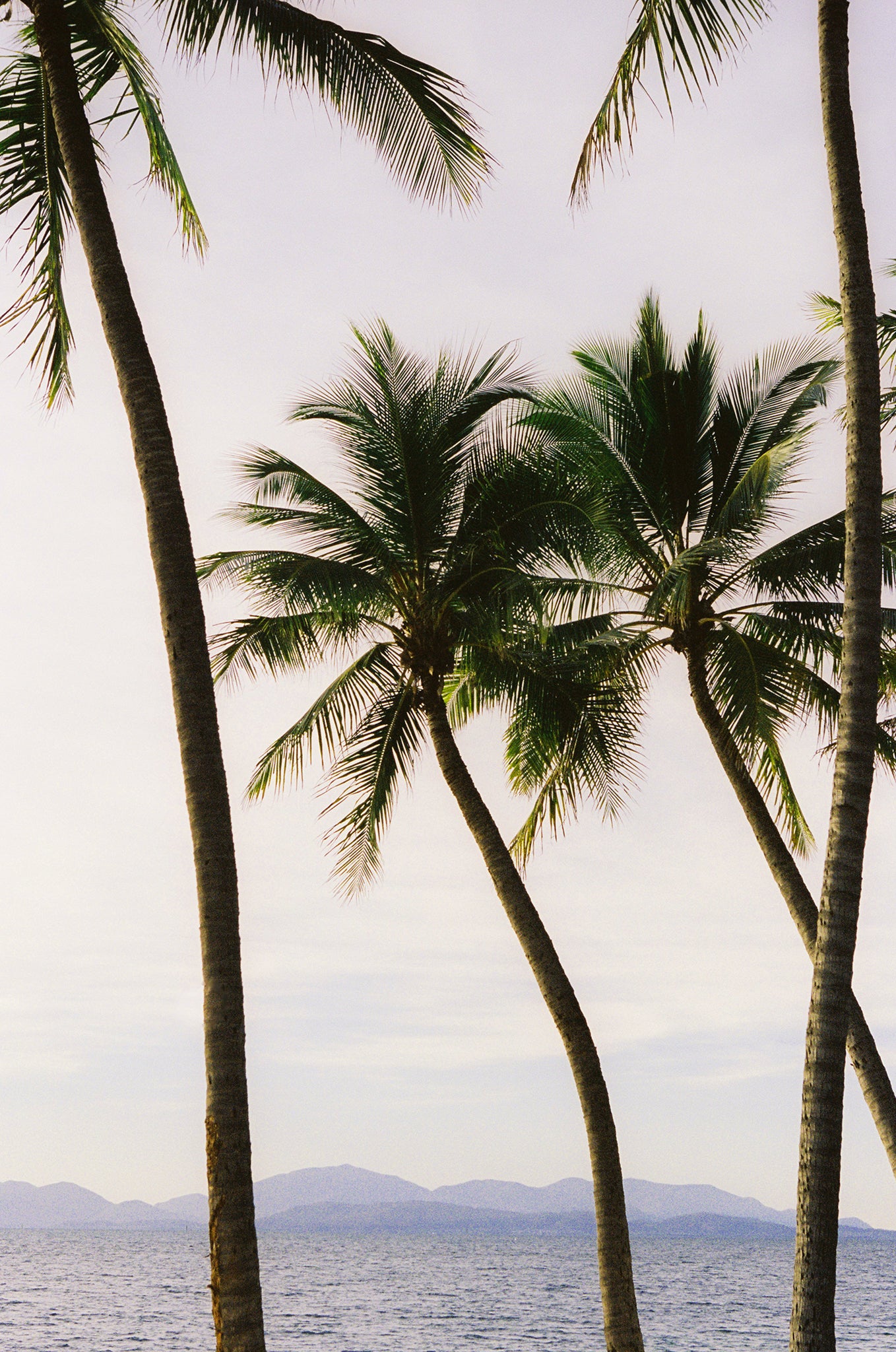 Purple Palms II - Brooke Davies - Photography Print