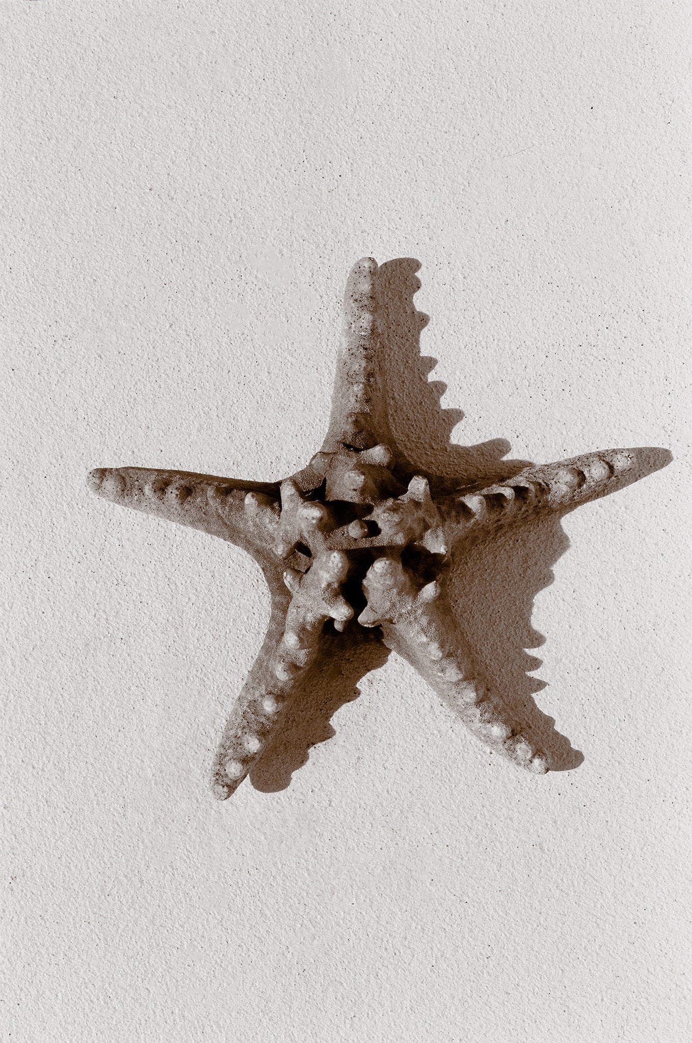 Sea Star - Brooke Davies - Photography Print