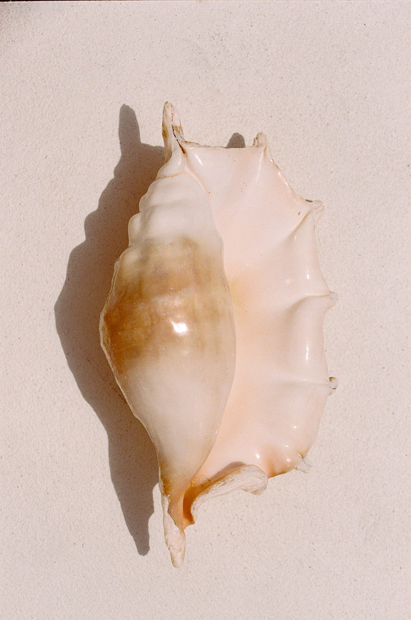 Tulip Shell - Brooke Davies - Photography Print